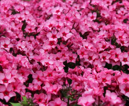 1912_9473_Phlox_Red_Caribbean-5-D.JPG