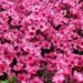 1912_9473_Phlox_Red_Caribbean-5-D.JPG