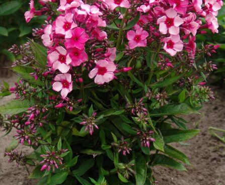 1912_9474_Phlox_Red_Caribbean-4-D.JPG