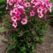 1912_9474_Phlox_Red_Caribbean-4-D.JPG