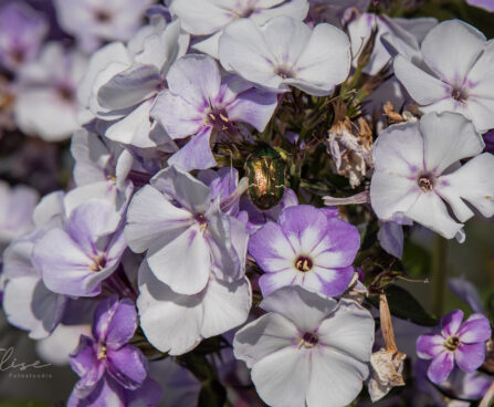 1915_9171_Phlox_paniculata_Younique_Old_Blue__2.JPG