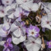 1915_9171_Phlox_paniculata_Younique_Old_Blue__2.JPG
