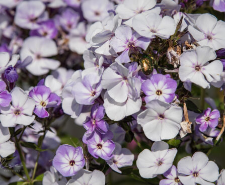 1915_9173_Phlox_paniculata_Younique_Old_Blue_.JPG