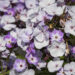 1915_9173_Phlox_paniculata_Younique_Old_Blue_.JPG