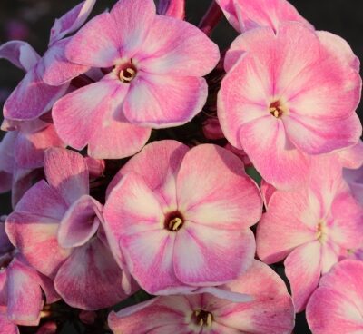 1916_7247_Phlox_paniculata_Younique_Old_Pink_Photo_Darwinplants.jpg