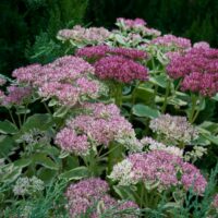 1921_4622_Sedum_Lajos_Autumn_Charm_.jpg