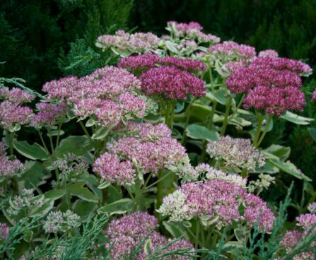 1921_4622_Sedum_Lajos_Autumn_Charm_kukehari.jpg