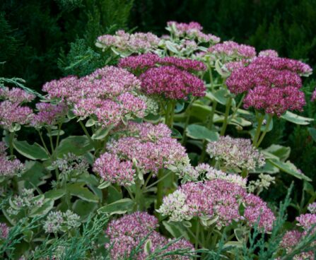 1921_4622_Sedum_Lajos_Autumn_Charm_.jpg