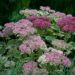 1921_4622_Sedum_Lajos_Autumn_Charm_.jpg