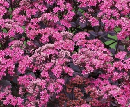 1923_7253_Sedum_SunSparker_Dazzleberry_Photo_Darwinplants.jpg