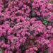 1923_7253_Sedum_SunSparker_Dazzleberry_Photo_Darwinplants.jpg