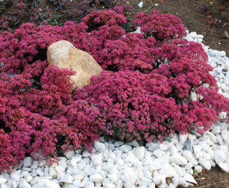 1923_9481_Sedum_Dazzleberry-3-D.jpg