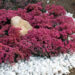 1923_9481_Sedum_Dazzleberry-3-D.jpg