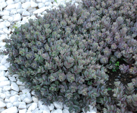 1923_9482_Sedum_Dazzleberry-5-D.jpg