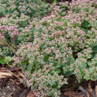 1924_7841_Sedum_SunSparker_Lime_Zinger_.JPG