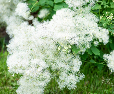 1925_10313_Thalictrum_aquilegifolium_Album__kurekell-angelhein.jpg
