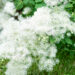 1925_10313_Thalictrum_aquilegifolium_Album__kurekell-angelhein.jpg