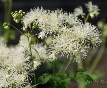 1925_8530_Thalictrum_aquilegifolium_Album__2.JPG