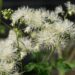1925_8530_Thalictrum_aquilegifolium_Album__2.JPG