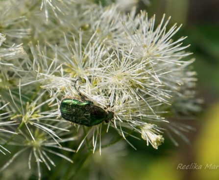1925_8531_Thalictrum_aquilegifolium_Album__3.JPG
