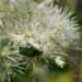 1925_8531_Thalictrum_aquilegifolium_Album__3.JPG
