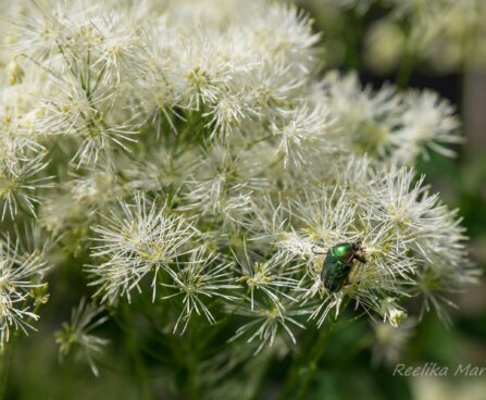 1925_8532_Thalictrum_aquilegifolium_Album__4.JPG