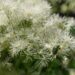 1925_8532_Thalictrum_aquilegifolium_Album__4.JPG