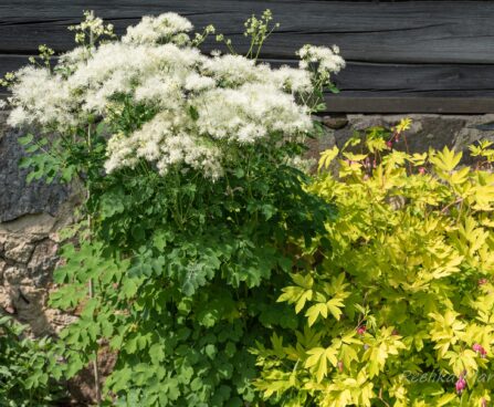 1925_8534_Thalictrum_aquilegifolium_Album__6.JPG