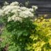 1925_8534_Thalictrum_aquilegifolium_Album__6.JPG