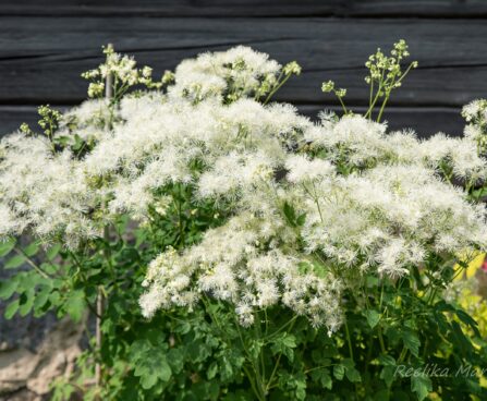 1925_8535_Thalictrum_aquilegifolium_Album_.JPG