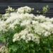 1925_8535_Thalictrum_aquilegifolium_Album_.JPG