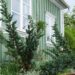170_7962_Juniperus_squamata_Meyeri__2.JPG