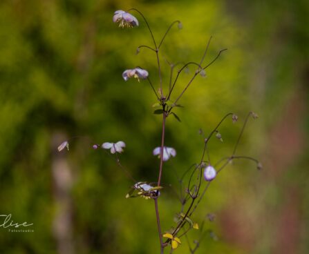 1927_9800_Thalictrum_delavayi_Splendide_delavay_angelhein.jpg