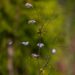 1927_9800_Thalictrum_delavayi_Splendide_delavay_angelhein.jpg