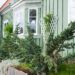 170_7963_Juniperus_squamata_Meyeri__3.JPG