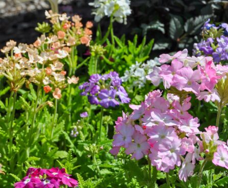 1945_7619_Verbena_hybrida__mix_.JPG