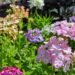 1945_7619_Verbena_hybrida__mix_.JPG