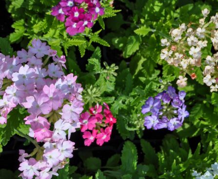 1945_7622_Verbena_hybrida__mix__2.JPG