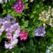 1945_7622_Verbena_hybrida__mix__2.JPG