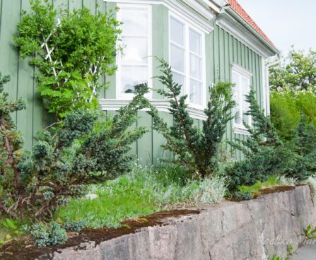 170_7964_Juniperus_squamata_Meyeri_.JPG