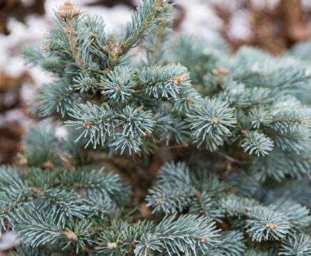 1973_7095_Abies_lasiocarpa_Compacta.JPG