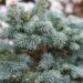 1973_7095_Abies_lasiocarpa_Compacta.JPG