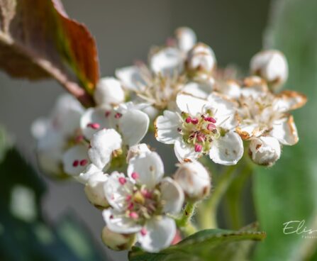 1988_10001_Aronia_melanocarpa_tume_aroonia.jpg