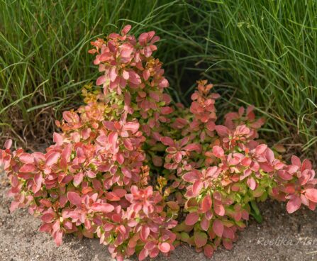 2019_8468_Berberis_thunbergii_Admiration_2.JPG