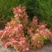 2019_8468_Berberis_thunbergii_Admiration_2.JPG
