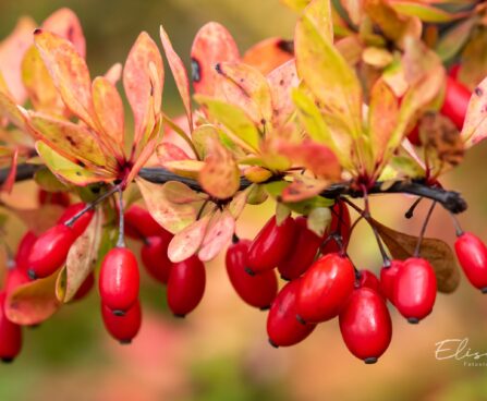 2021_9746_Berberis_thunbergi__Thunbergi_kukerpuu.jpg