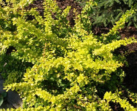 2022_2941_Berberis_thunbergii_Golden_Carpet.jpg
