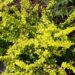 2022_2941_Berberis_thunbergii_Golden_Carpet.jpg