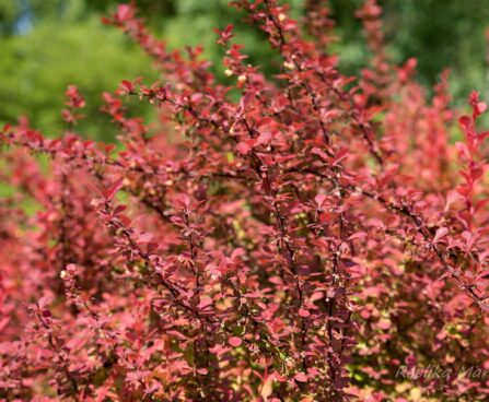 2023_8455_Berberis_thunbergii_Orange_Rocket.JPG