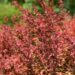 2023_8455_Berberis_thunbergii_Orange_Rocket.JPG